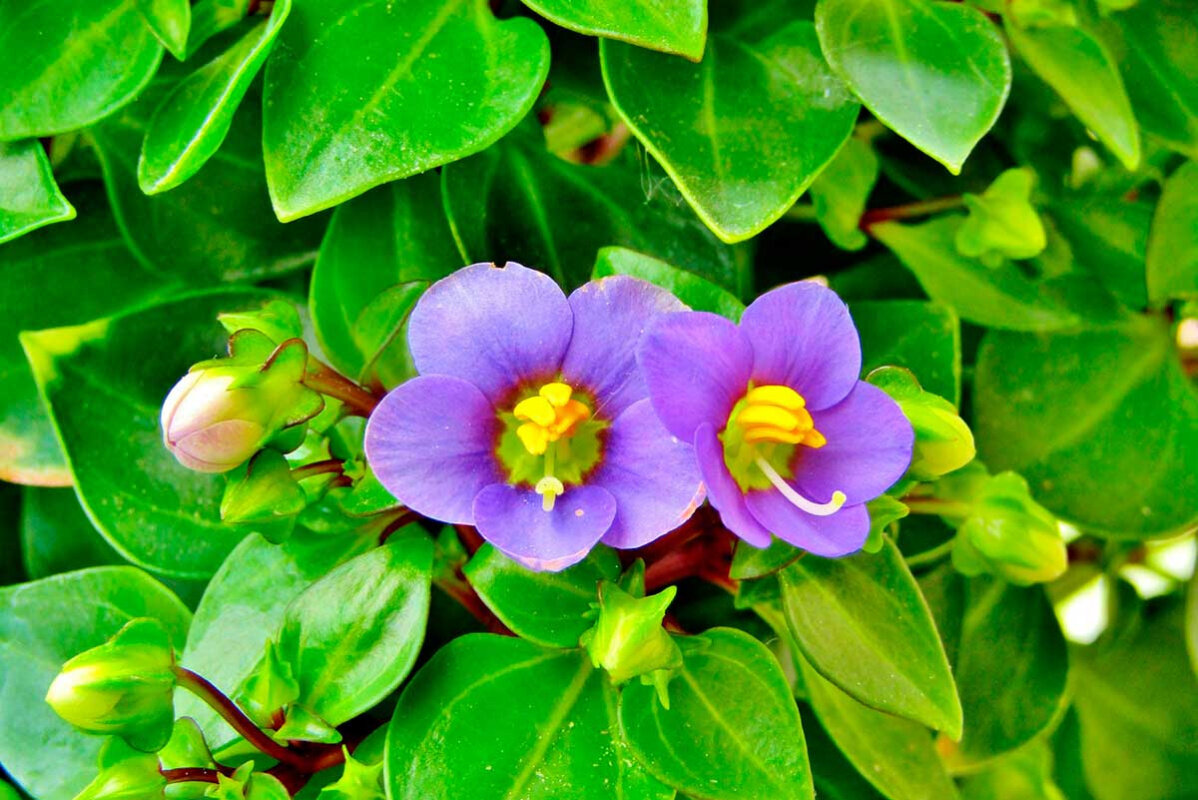    Фото: s-ms_1989 / Pixabay.com
