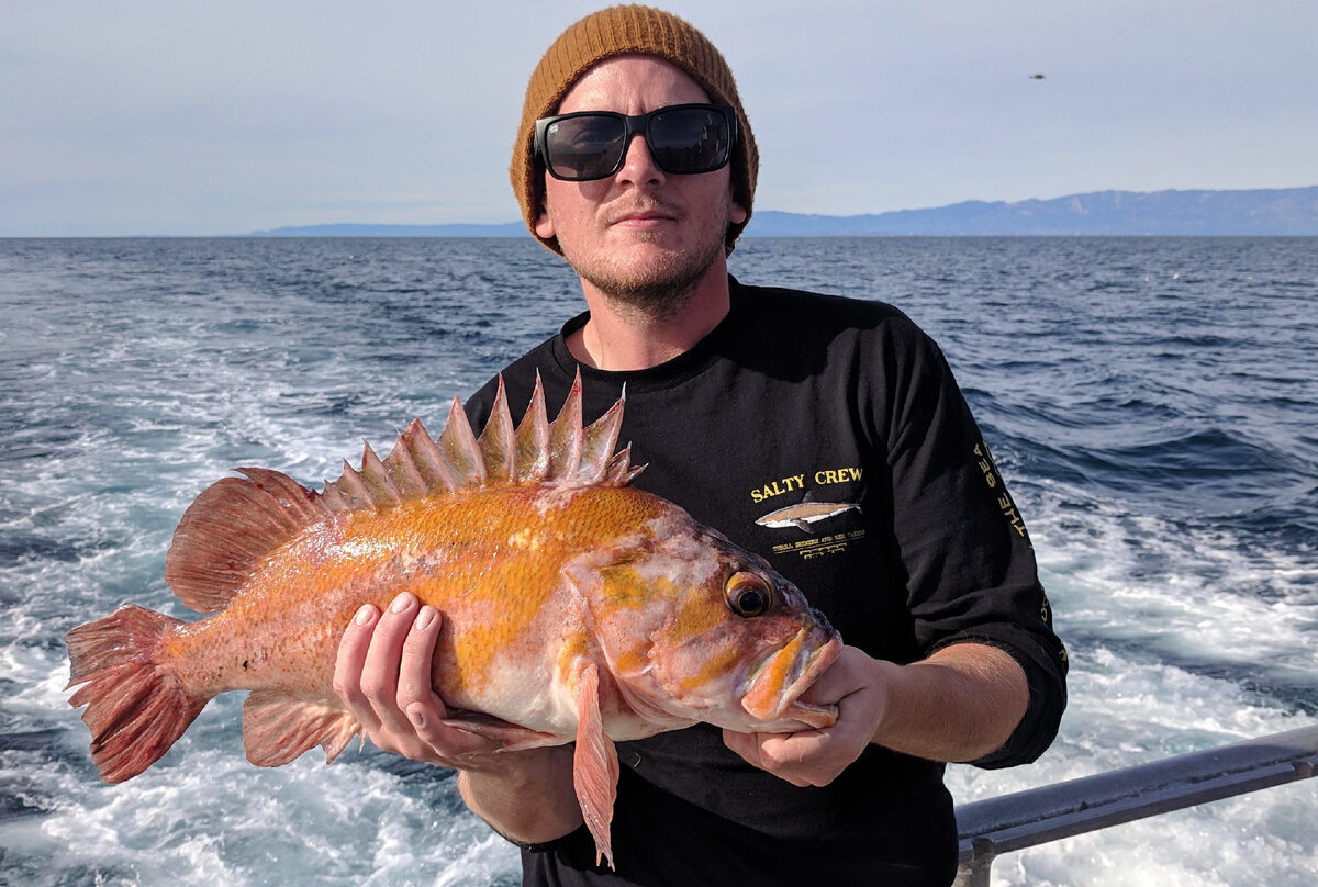 Морской окунь медный (Sebastes caurinus) или Copper rockfish | GameFishing  – Трофейная рыбалка | Дзен