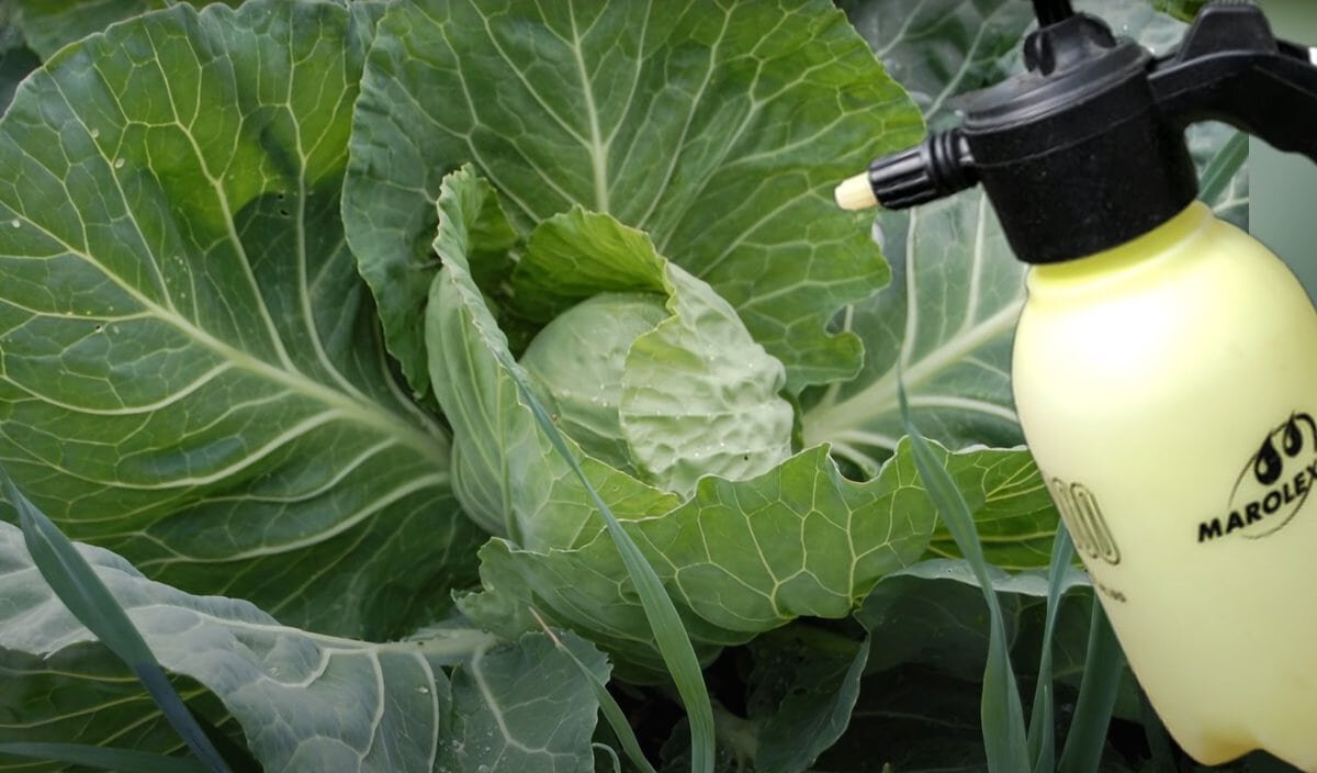 Без своевременной защиты растений от вредителей, можно остаться без урожая 