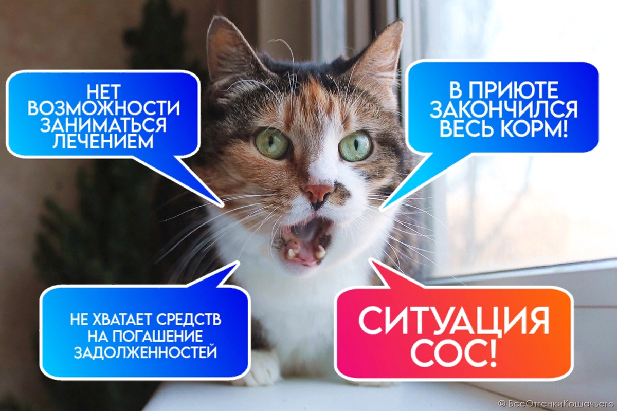 © ВСЕ ОТТЕНКИ КОШАЧЬЕГО