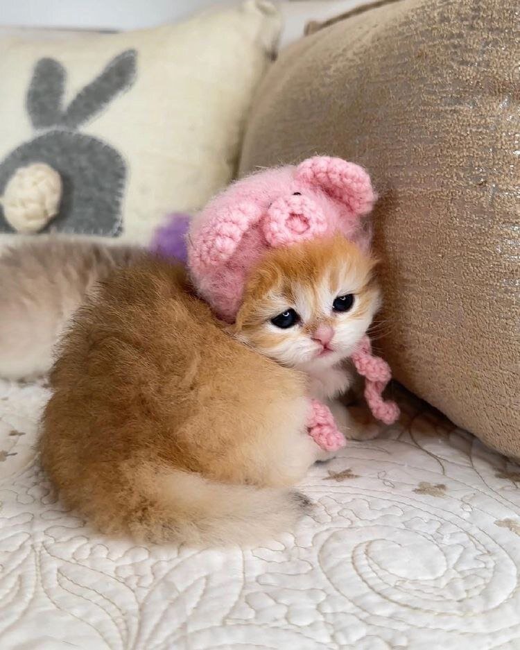 Социализация и основные команды