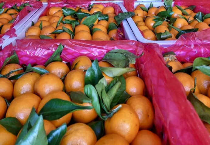    Через Оренбуржье в страну пытались незаконно провезти более 195 тонн овощей и фруктов Кристина Просвиркина