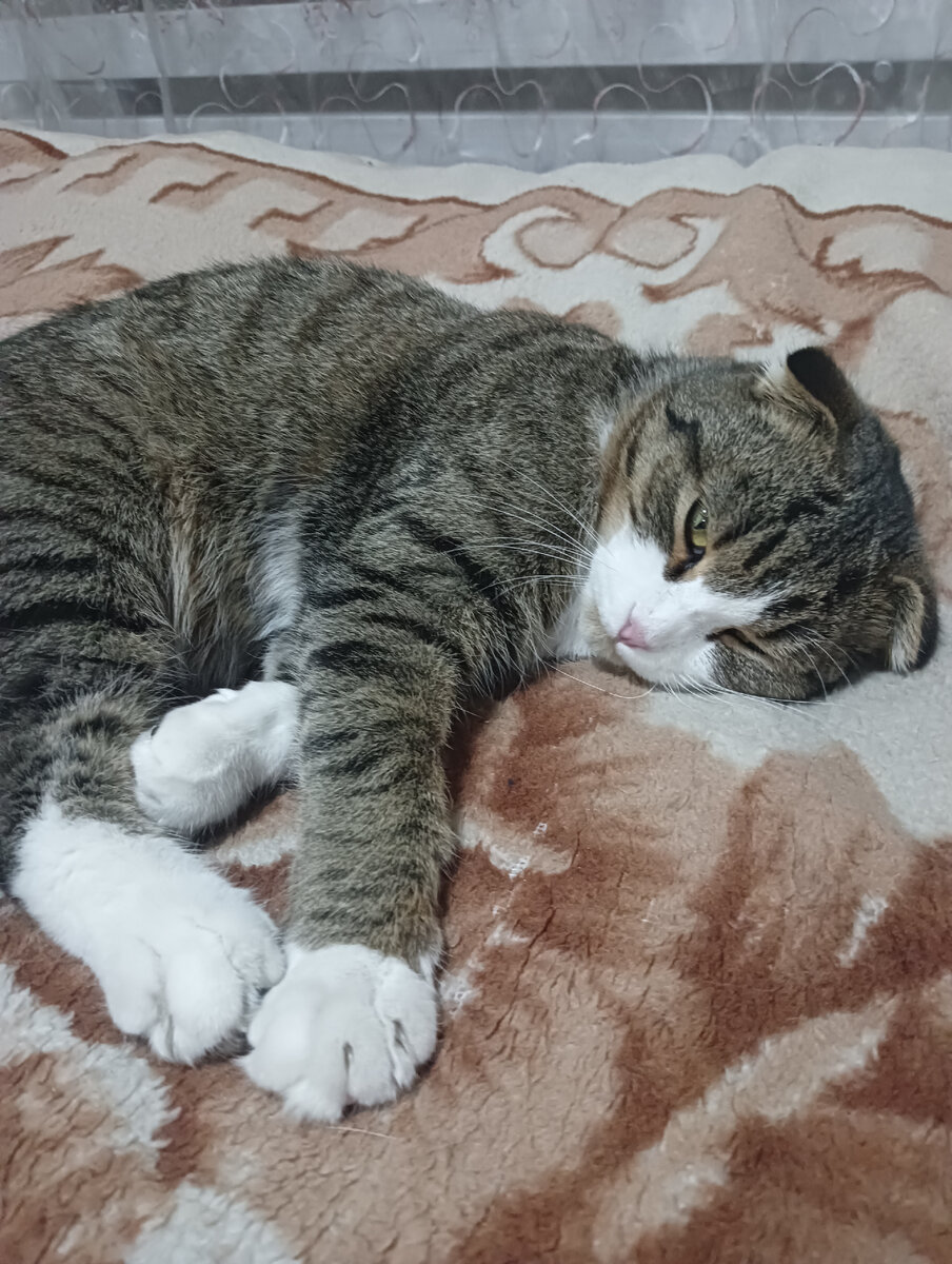 Мурзик.