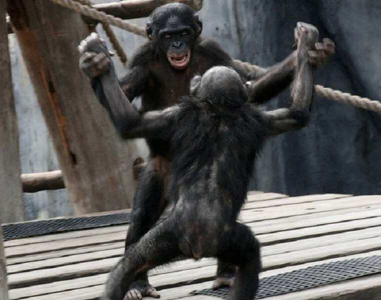 Танцующий шимпанзе. Обезьяна танцует. Обезьяна пляшет. Шимпанзе танцует. Макака танцует.