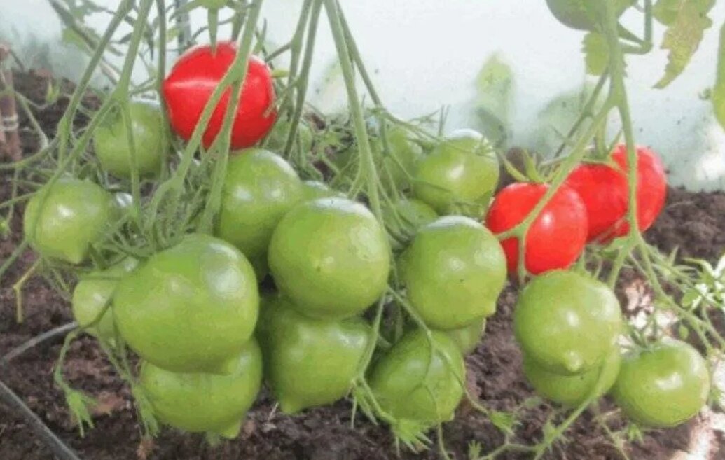 Томаты юбилейный тарасенко описание сорта. Томат розовый юбилейный. Томаты юбилейный тарасенко описание сорта. Сорт помидоров юбилейный тарасенко. Томат гибрид тарасенко юбилейный.