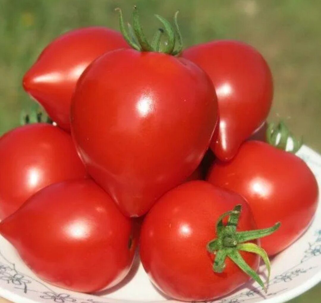 Купить томаты тарасенко
