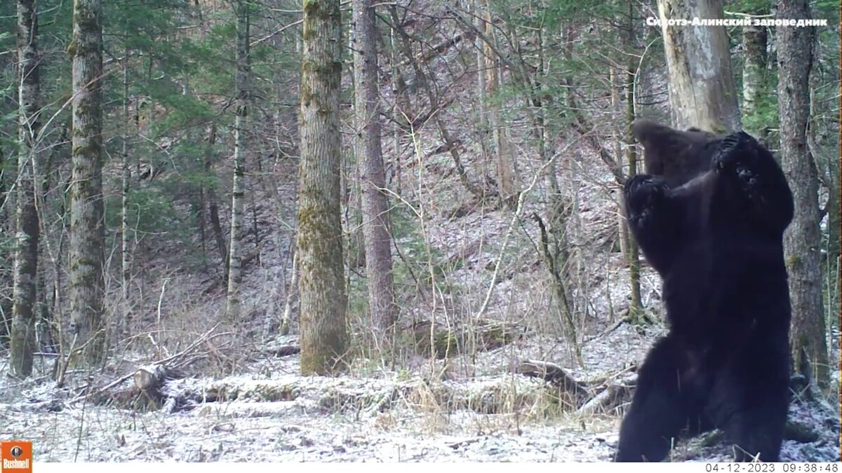     После теплой затяжной осени в Сихотэ-Алиньский заповедник, как и во весь регион, пришла холодная и морозная зима. Последние бодрствующие медведи отправились в берлоги спать. Это значит, что до весны мы не увидим их на кадрах с фотоловушек