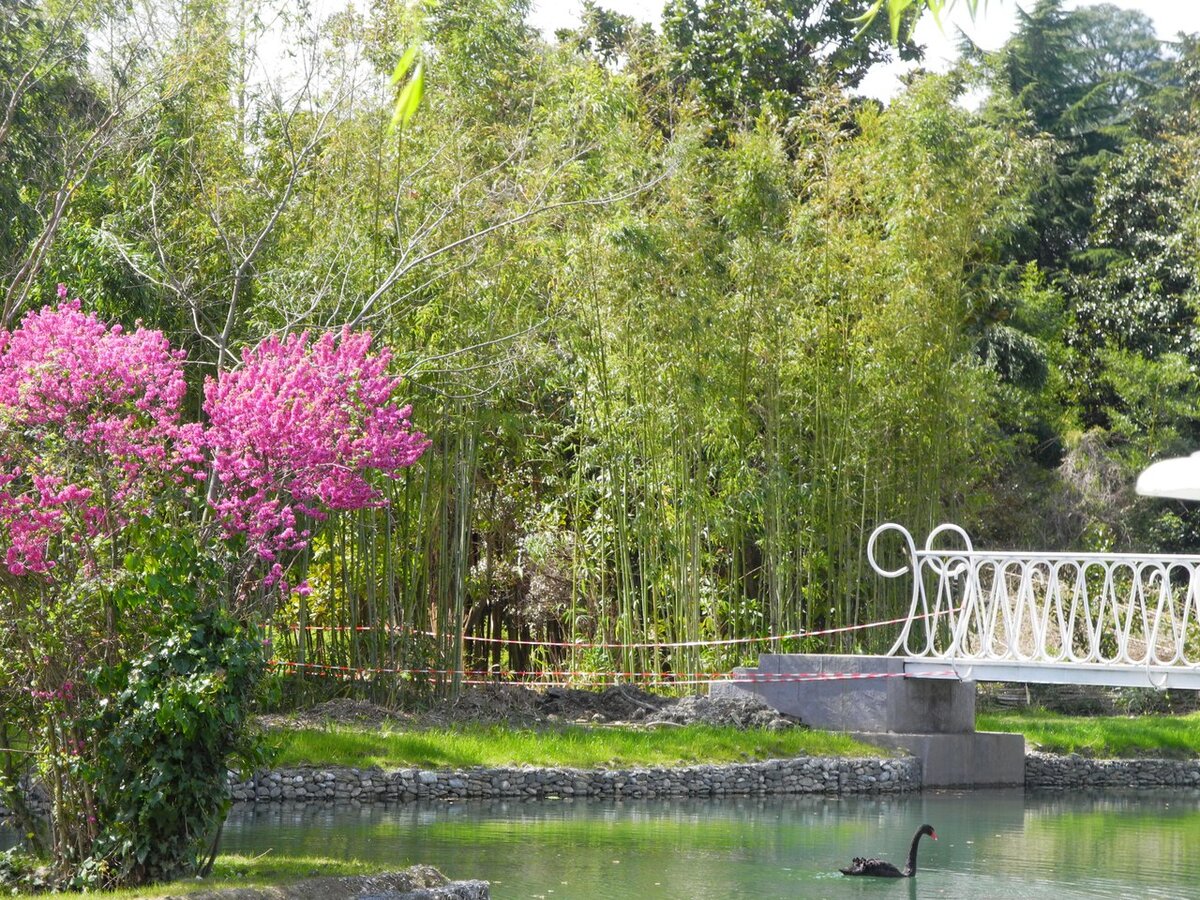 Март в Сочи, фото автора.