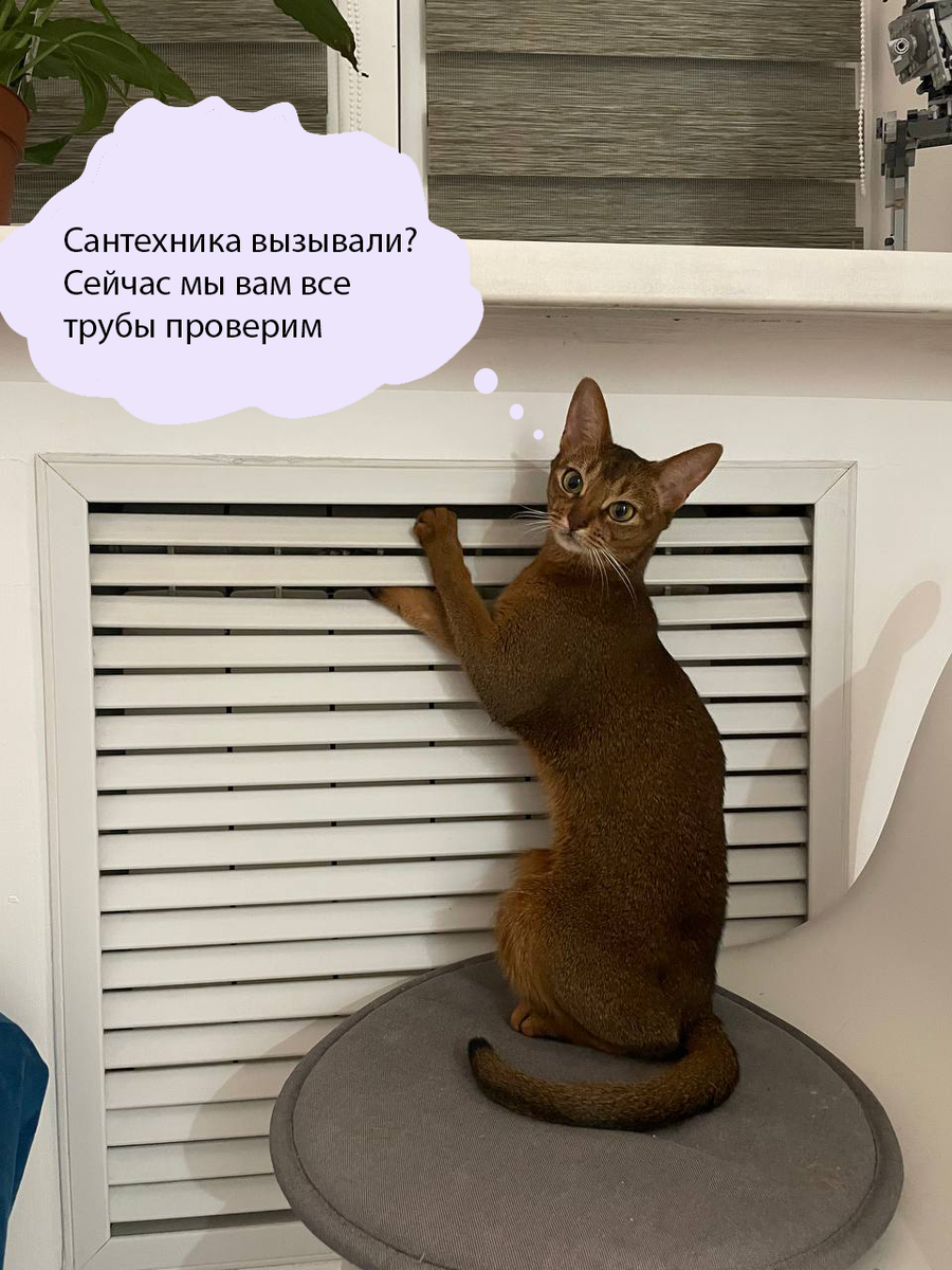 Кошка Мисси