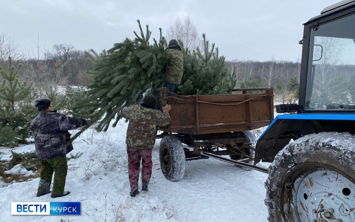    Курянам напомнили о штрафах за незаконно срубленные сосны и ели до 500 тысяч рублей