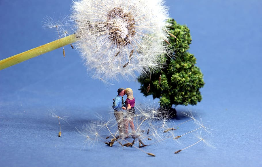 https://p0.piqsels.com/preview/316/892/18/dandelion-lovers-miniature-figures-rendezvous.jpg