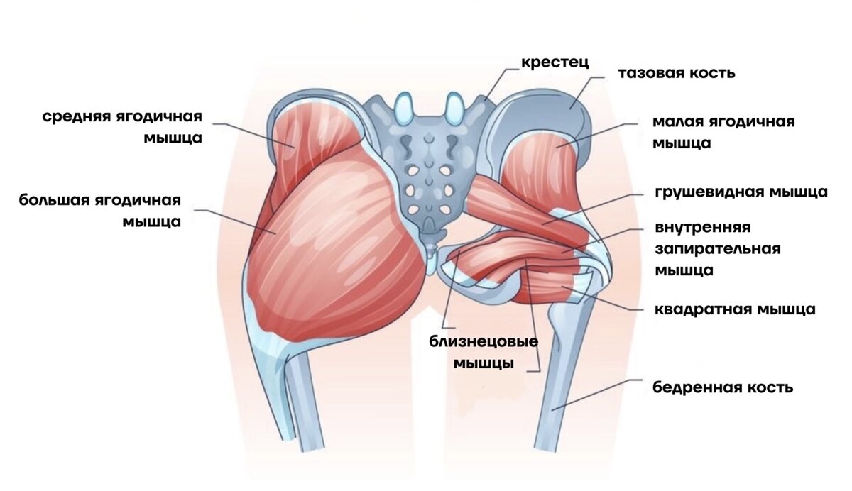 Тазобедренный сустав строение анатомия с мышцами