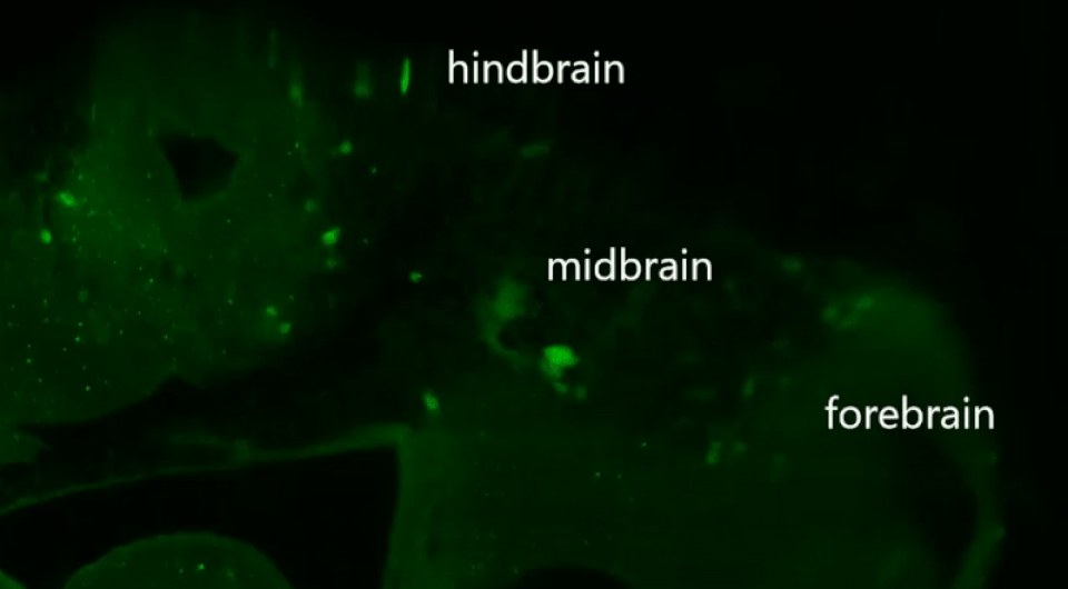   Hu Wang et al. / Stem Cell Reports, 2023
