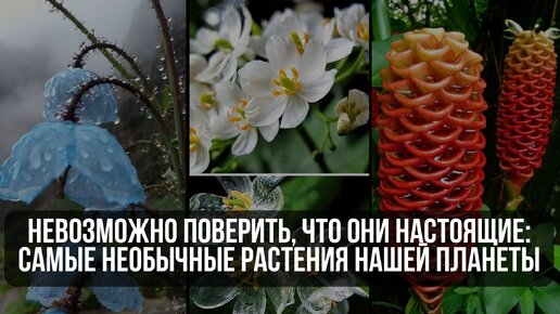 Невозможно поверить, что они настоящие: самые необычные растения нашей планеты