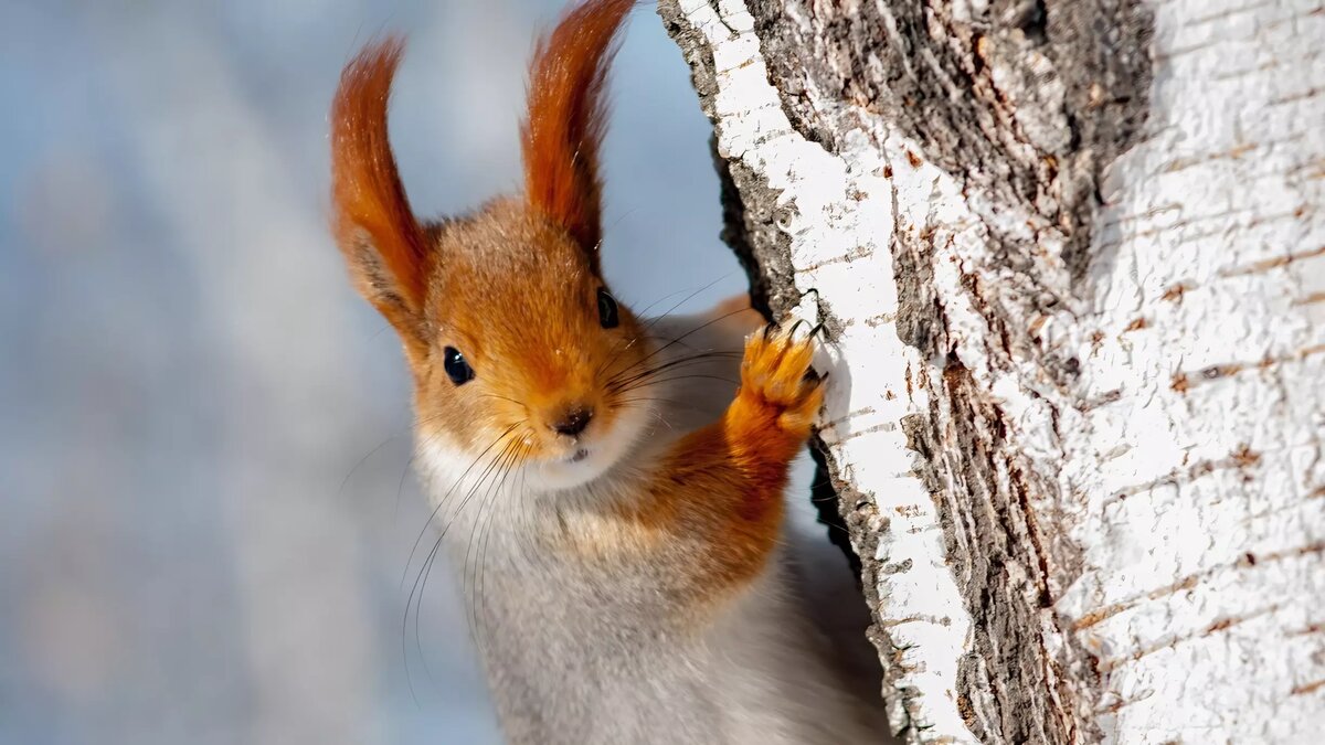     Во дворе дома №135 на Садовой заметили белочку. Местная жительница засняла ее на видео, а роликом она поделилась с «Нашим городом».