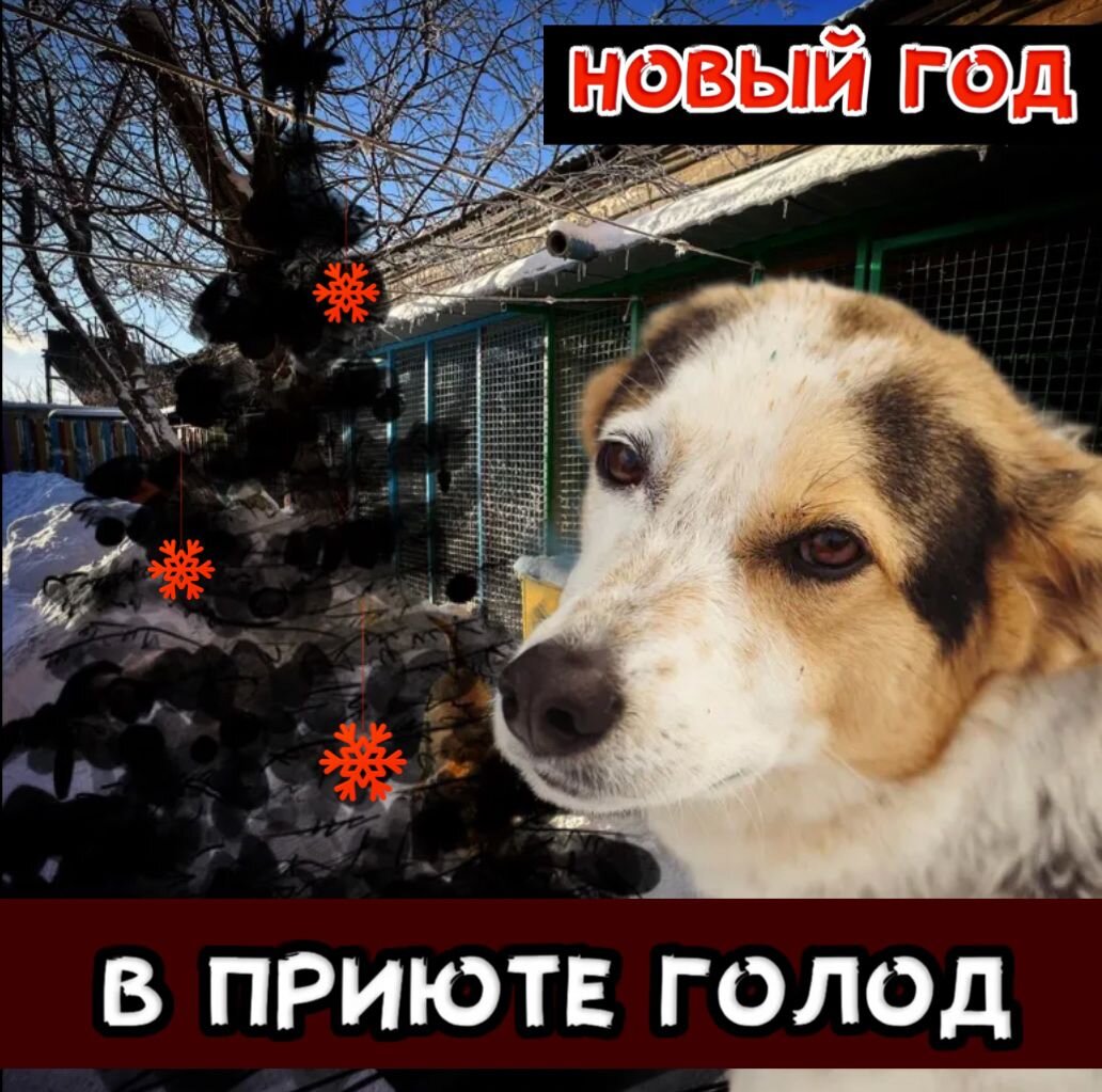 Мы остались без еды на 2,5 недели...