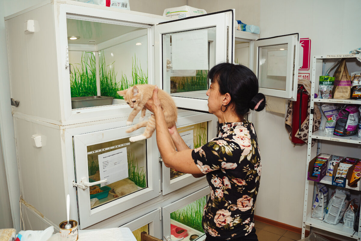 Приют "Омские хвостики" нуждается в помощи!