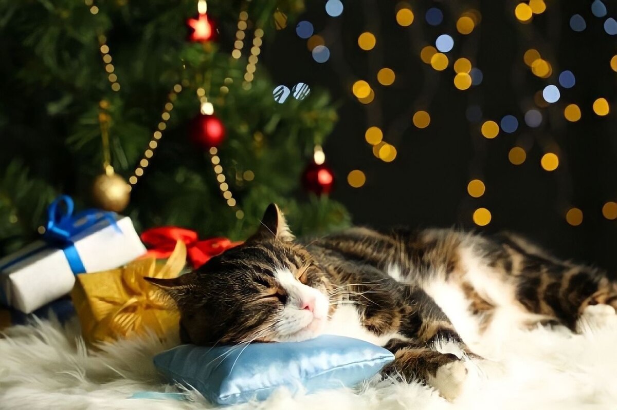 Сплю в новогоднюю ночь. Кот под новогодней елкой. Кот новый год сон. Сон под елкой.