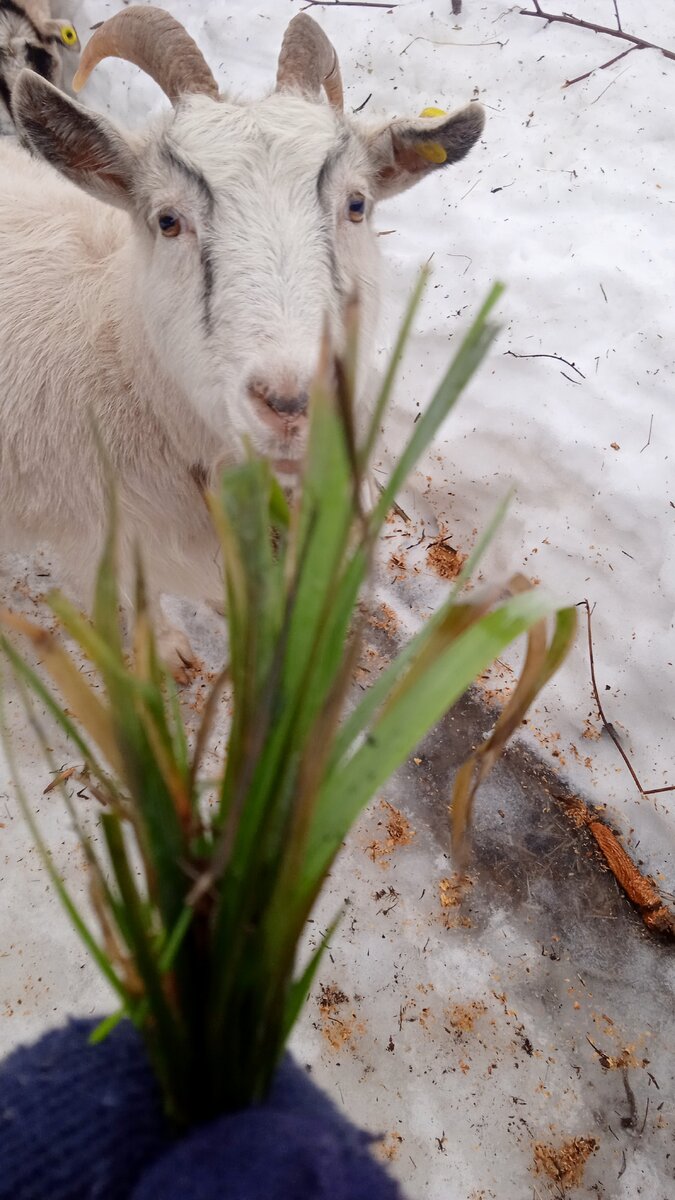 фото автора, угощаю козу пучком зеленой травы, она в шоке ))