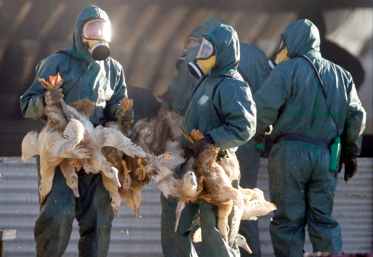 Эпидемия животных. Эпидемия животных. Массовые эпидемии животных. Эпидемия животных. Эпидемия животных.