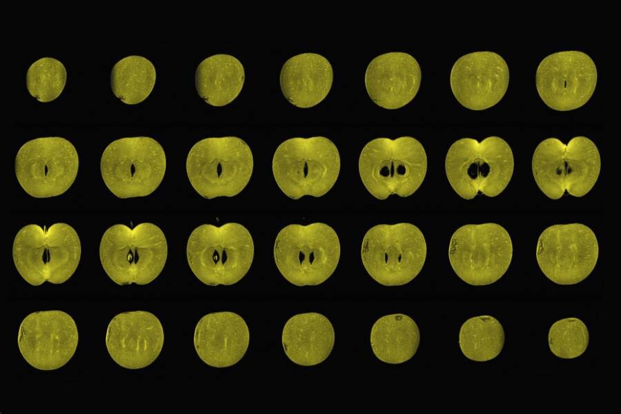 Яблоко на МРТ Фото: Alexandr Khrapichev, University of Oxford / wellcomeimages.com