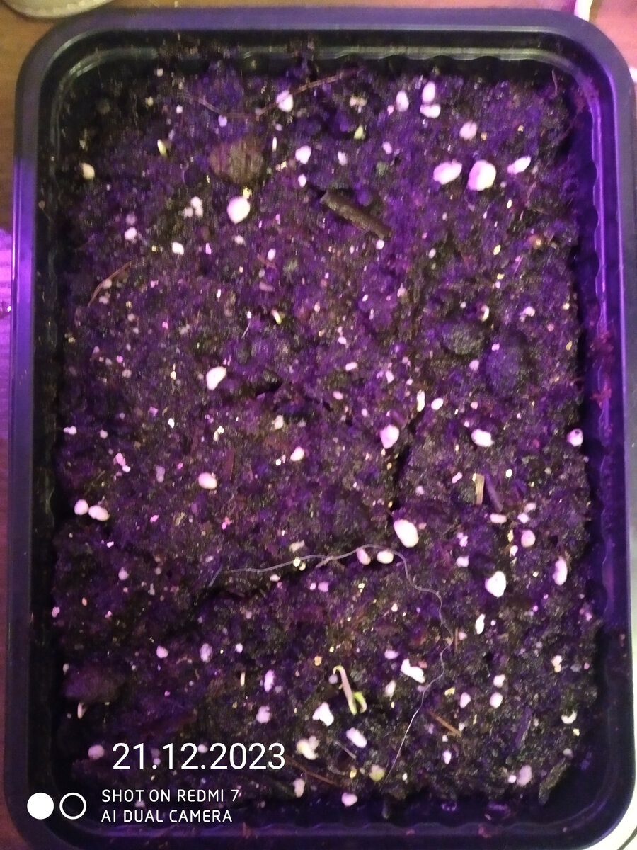 Посажен семенами 10.12.2023