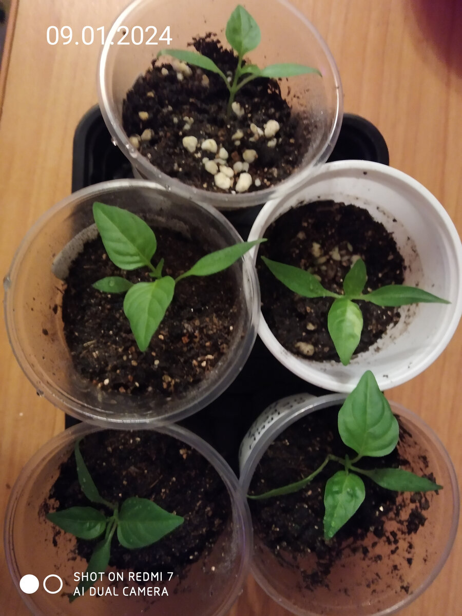 Перец острый на 09.01.2024