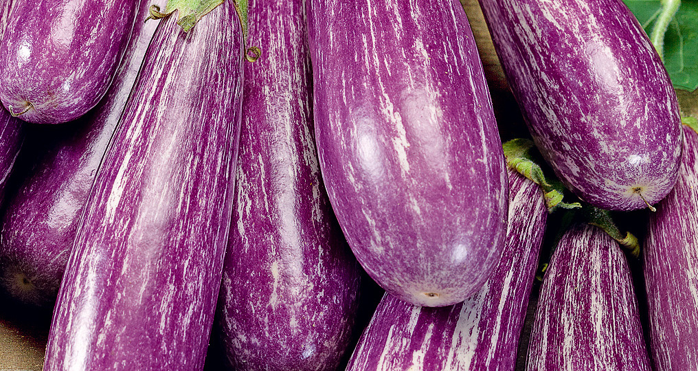 Урожайные баклажаны, с которыми не будет проблем. 8 новинок на сезон 2024 года.