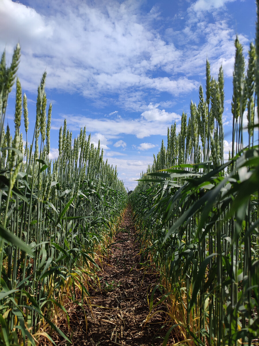 Яровая пшеница, широкорядный сев с междурядьями 38 см, Республика Башкортостан, 2023 год