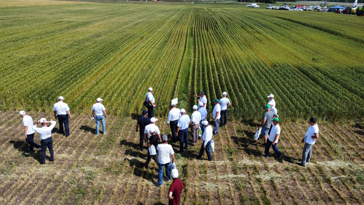 Осмотр демопосевов, республиканский День поля, 2020 год