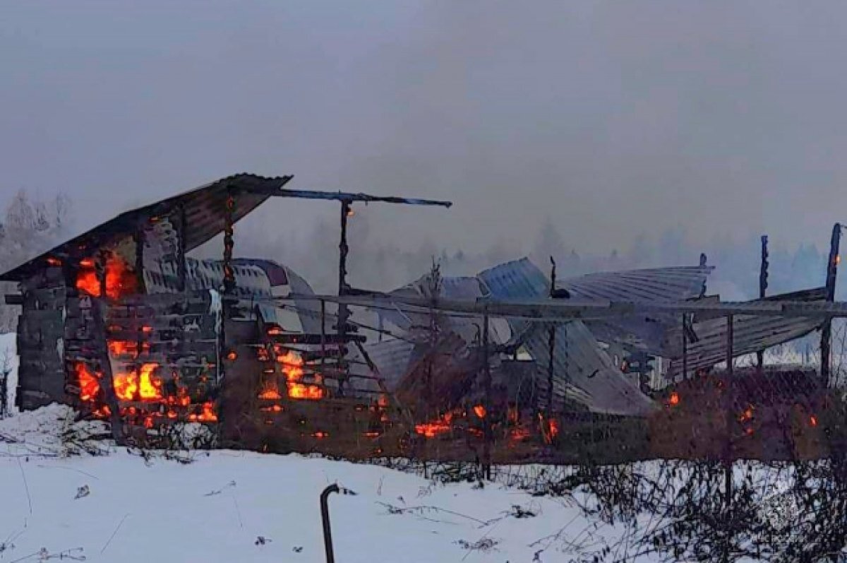    30 домашних кур погибли во время пожара под Вязьмой