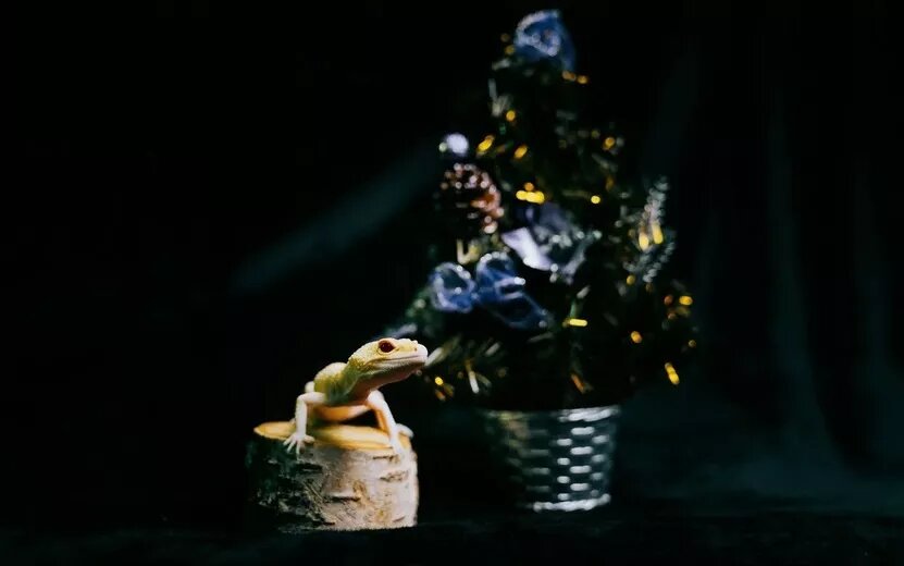    Гороскоп здоровья на 2024 год: Козероги будут ожидать пополнения в семье, а Скорпионы займутся эмоциональным здоровьем