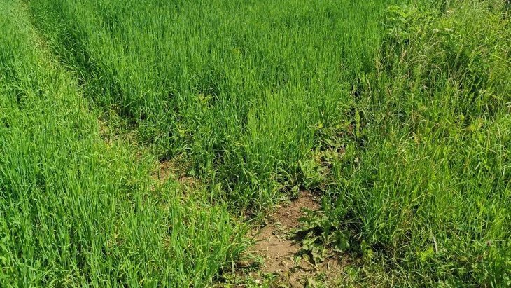    Германия сократила площади под озимой пшеницей под урожай 2024 года