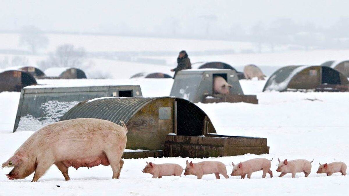 Многие современные породы свиней подвержены пневмонии и респираторным заболеваниям, и могут легко получить обморожение ног, хвоста и ушей