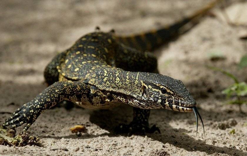 Источник сайт animals-info.ru