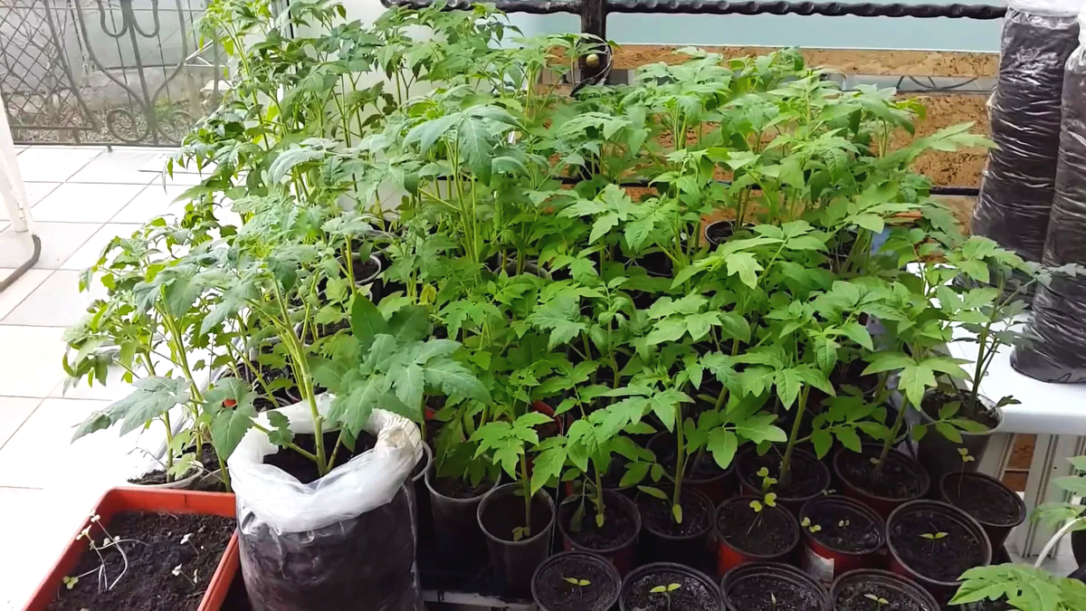 Дачу собирает. Урожай. Дачу собирает. Дачу собирает. Урожай.