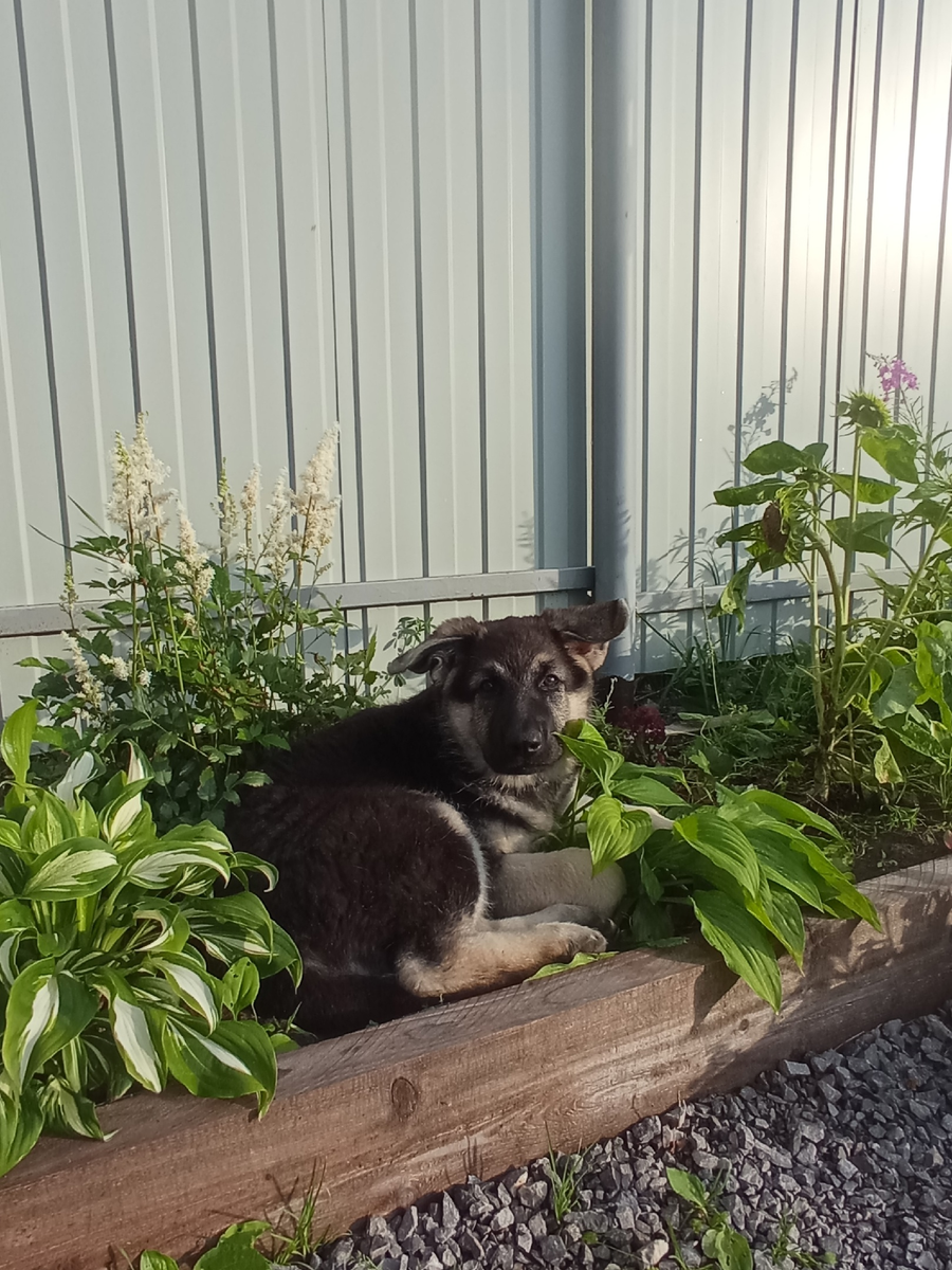 Замаскировалась в кустах