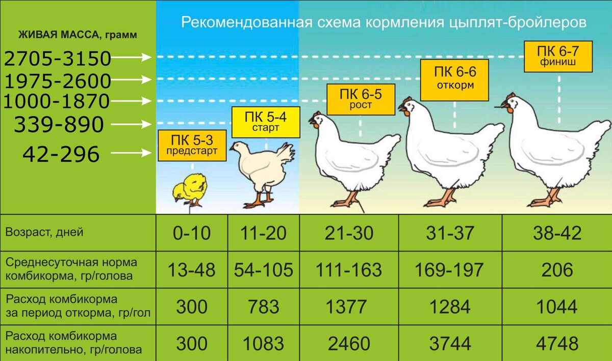 таблица расхода корма на выращивание 1 цыпленка бройлера