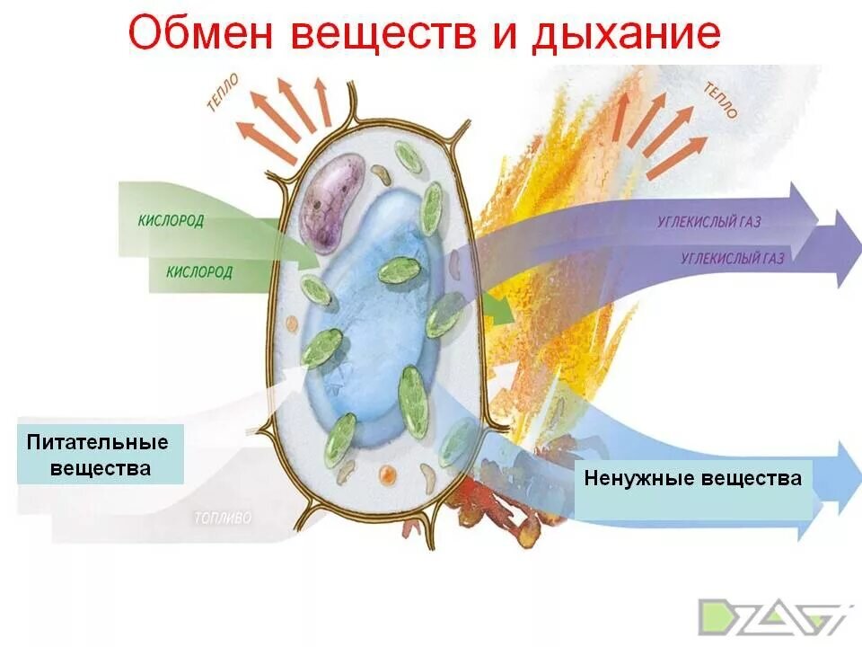 Осуществляют питание клетки. Обмен веществ и энергии обменные процессы в организме. Обмен веществ питание дыхание выделение.