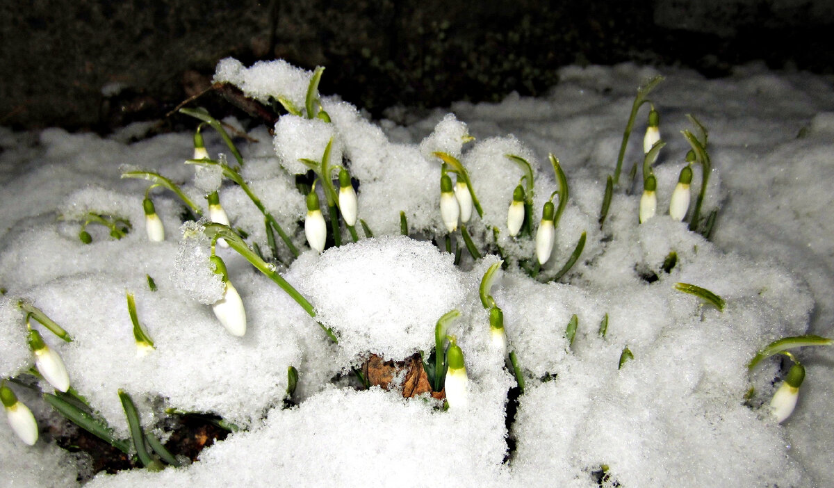 Фото Сергея Михеева 