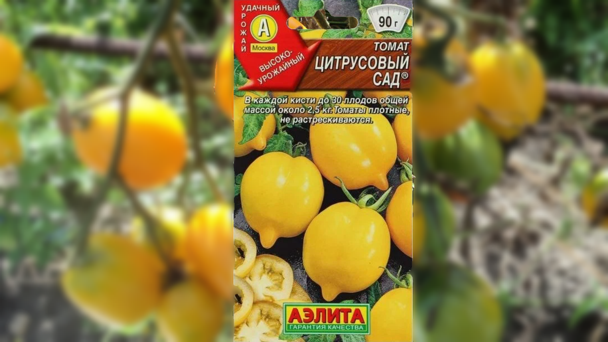 Цитрусовый сад фото томат