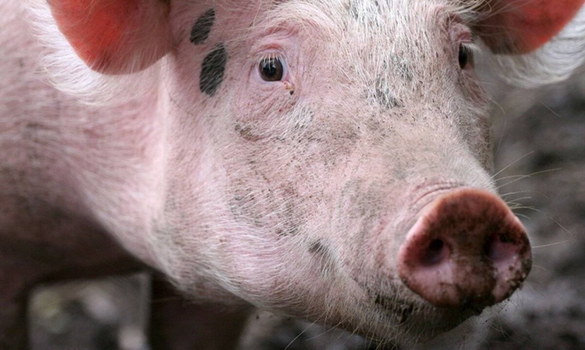 Распространённое заболевание «рожа» или «пурпурный алмаз» может привести к смерти свиней