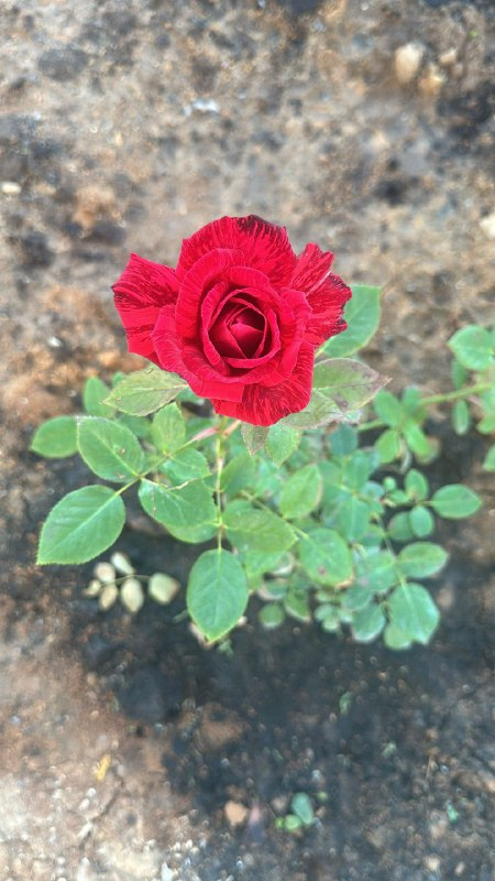 моя утренняя роза