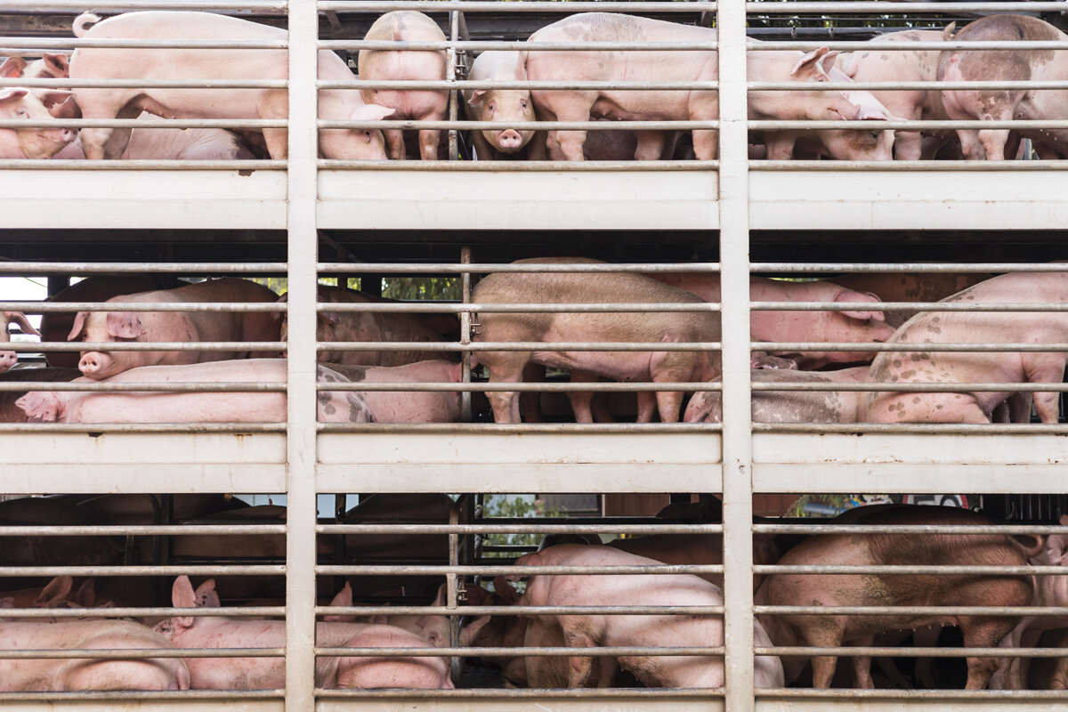 Готовитесь к перевозке свиней? Вот советы для безопасного и спокойного путешествия
