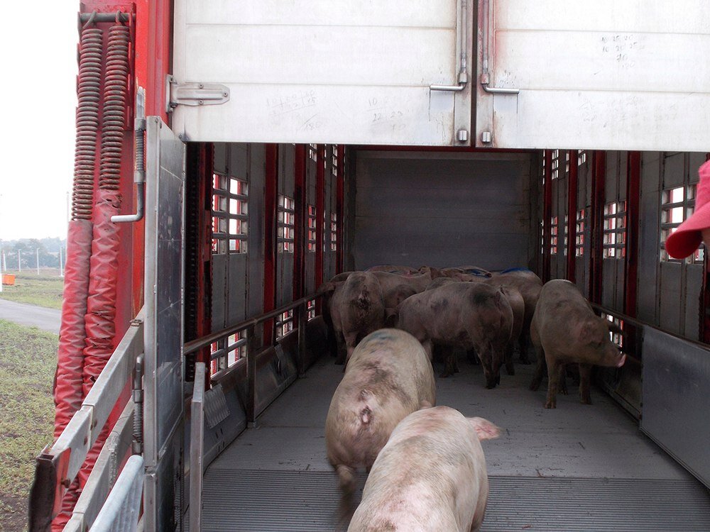 Всегда стоит потренироваться заранее, чтобы выявить слабые места в плане перемещения и погрузки, а также дать свиньям возможность привыкнуть к перемещению