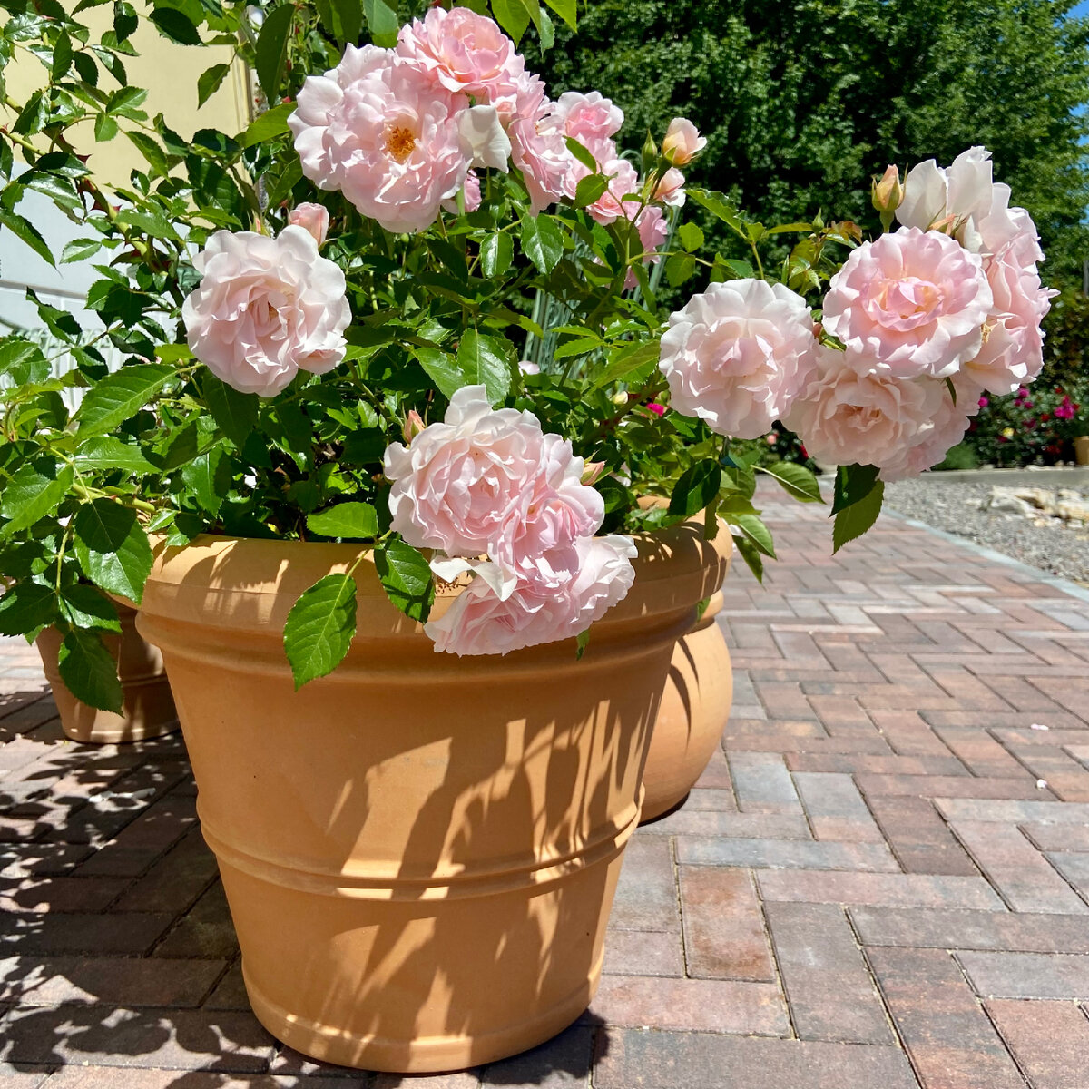 ‘Rosario’