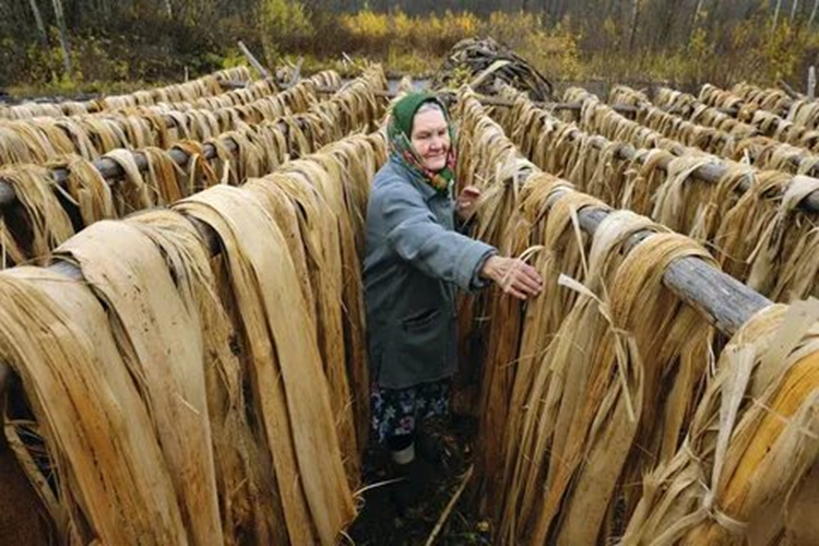 Лыко. Фотография находится в открытом доступе.