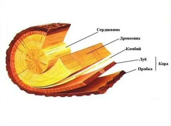 Лыко резали из луба. Фотография находится в открытом доступе.