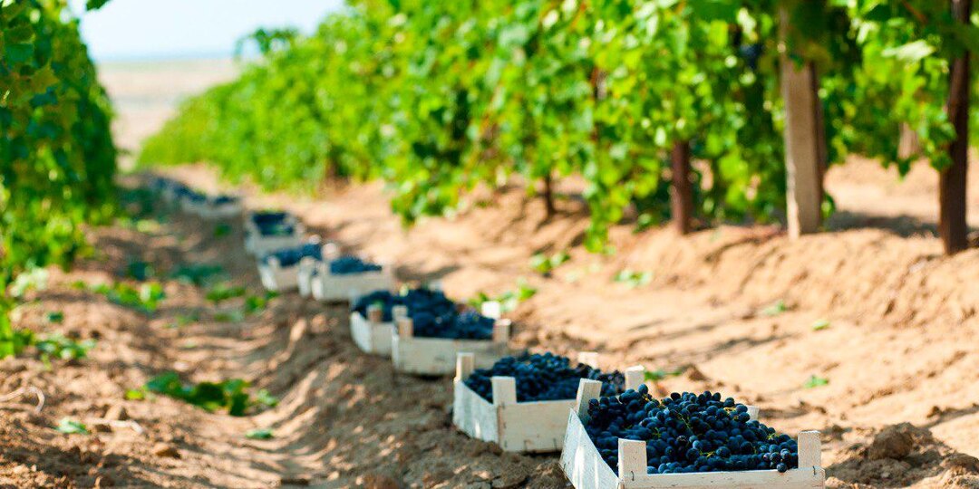 Виноделие на Кубани