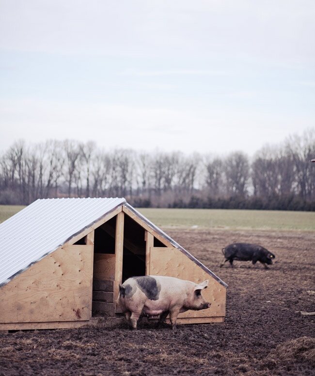 При выборе места для нового загона для свиней необходимо учесть многие моменты